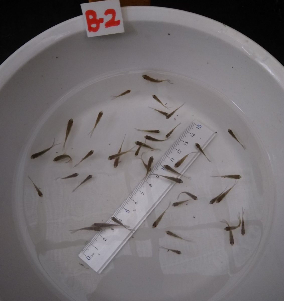 ◆鉄魚 魚取沼系◆当歳魚40匹B-2