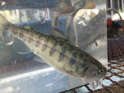 マンボークラブ魚剥製 アマゴ ミニ情景剥製! | マンボークラブ魚剥製 アマゴ ミニ情景剥製 極小アマゴ 渓魚剥製&ハンドメイドミノーの製作・販売 マンボークラブ魚剥製 アマゴ ミニ情景剥製! | マンボークラブ魚剥製 アマゴ ミニ情景剥製 極小アマゴ 渓魚剥製&ハンドメイドミノーの製作・販売