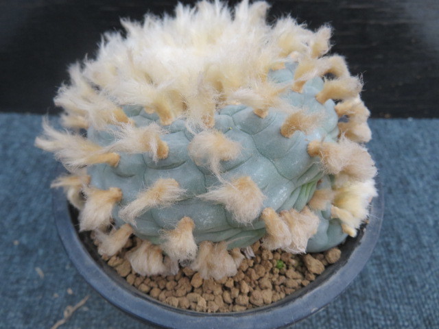 41.太胴烏羽玉　サボテン　多肉植物