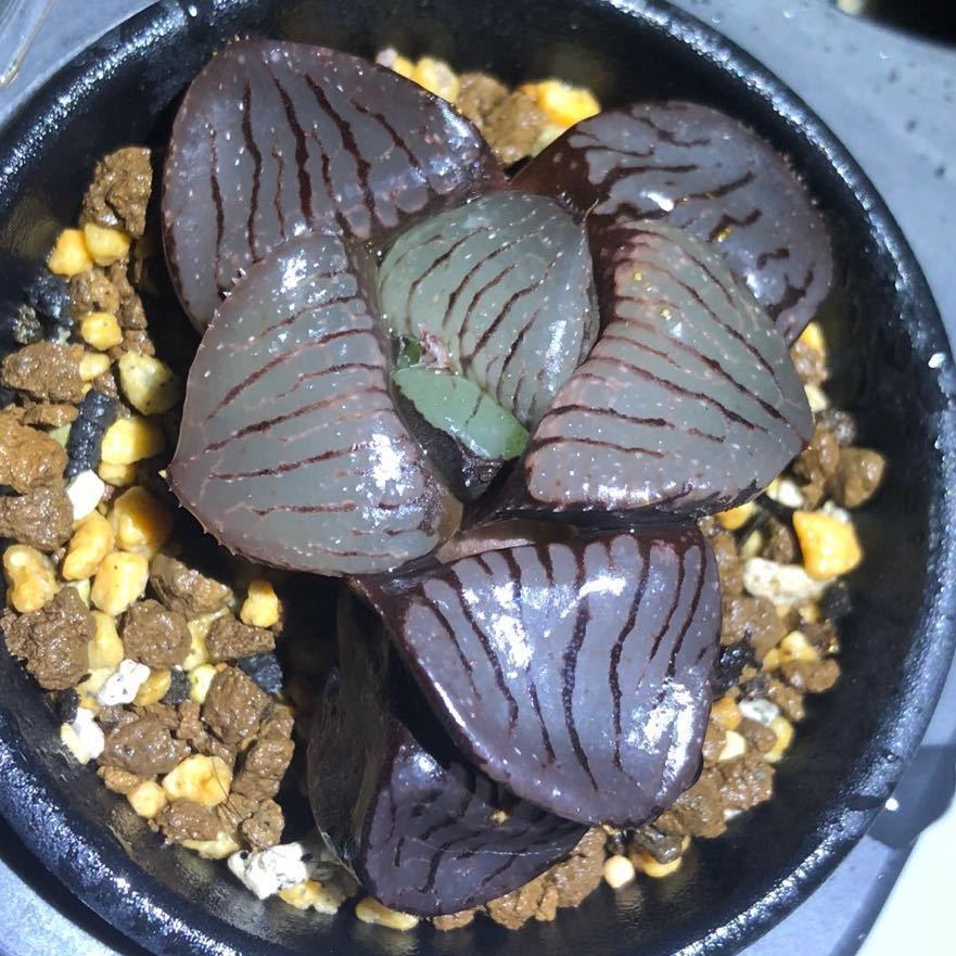 多肉植物 ハオルチア トロピカルナイト 巨大化 ハオルチア 多肉植物
