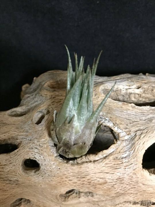 1円スタートTillandsia kautskyi ⑨美品チランジア カウツキー ★現在手に入りにくいレア商品★