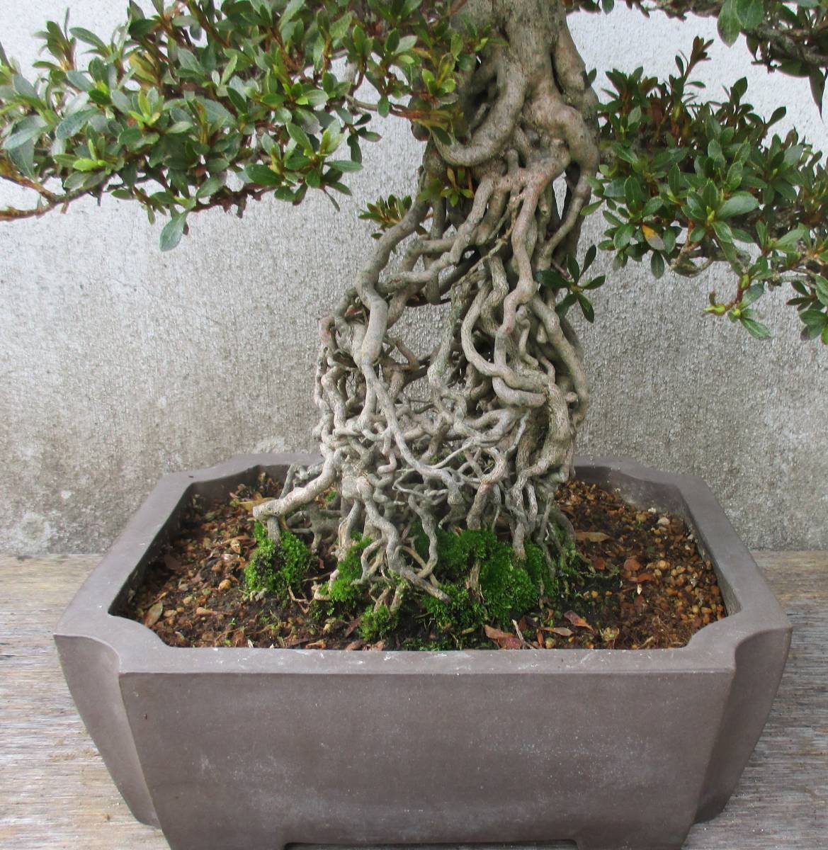 盆華 盆栽鉢 秋の展示会に！！ さつき盆栽 ◇根上り 幸の華◇ 鉢 27*22cm