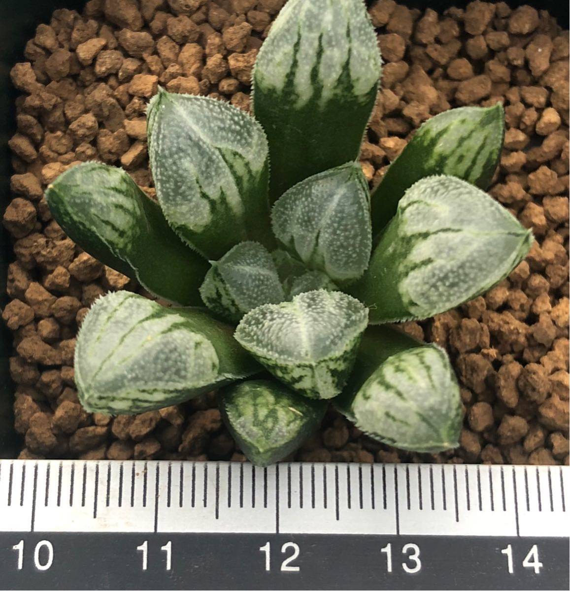 ハオルチア （≧∇≦）多肉植物 ハオルチア ラブハート ラブハート錦