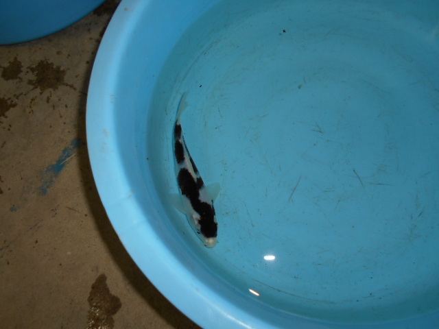 自家産　ブドウ衣Ｂ　　　 当歳　　　　１６ｃｍ　　雌雄不明_1