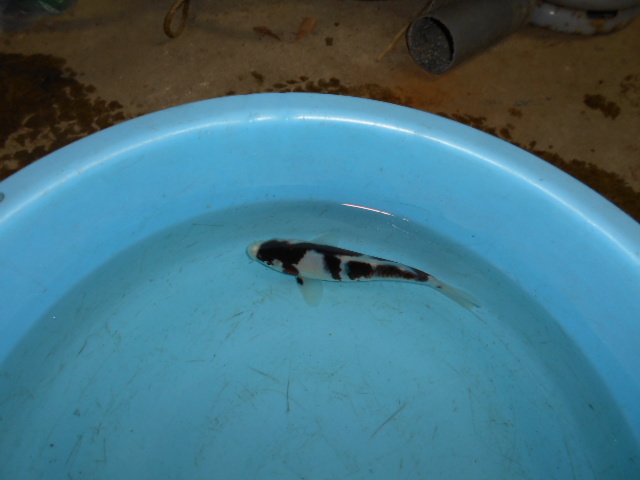 自家産　ブドウ衣Ｂ　　　 当歳　　　　１６ｃｍ　　雌雄不明_2