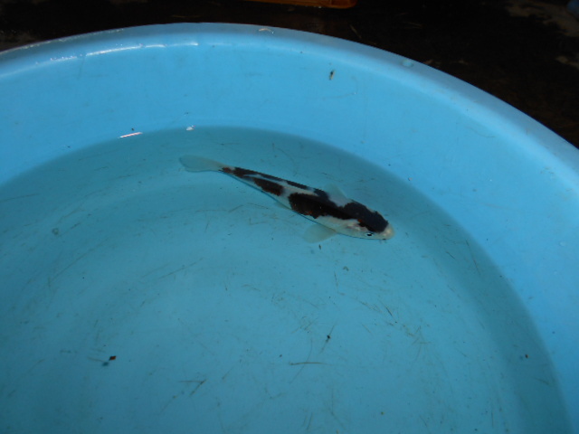 自家産　ブドウ衣Ｂ　　　 当歳　　　　１６ｃｍ　　雌雄不明_3