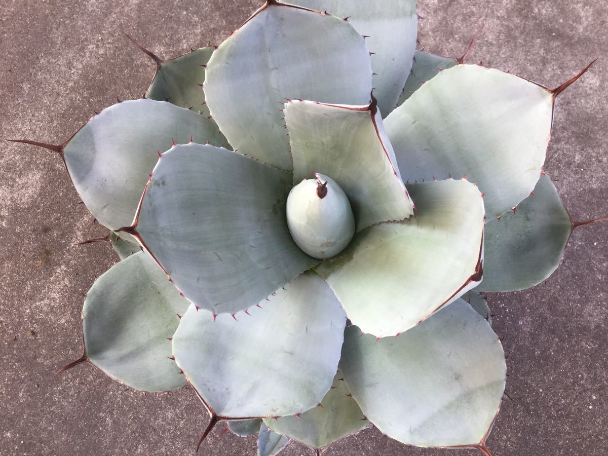15 [子付] Agave titanota FO-076 Sierra Mixteca アガベ チタノタ FO