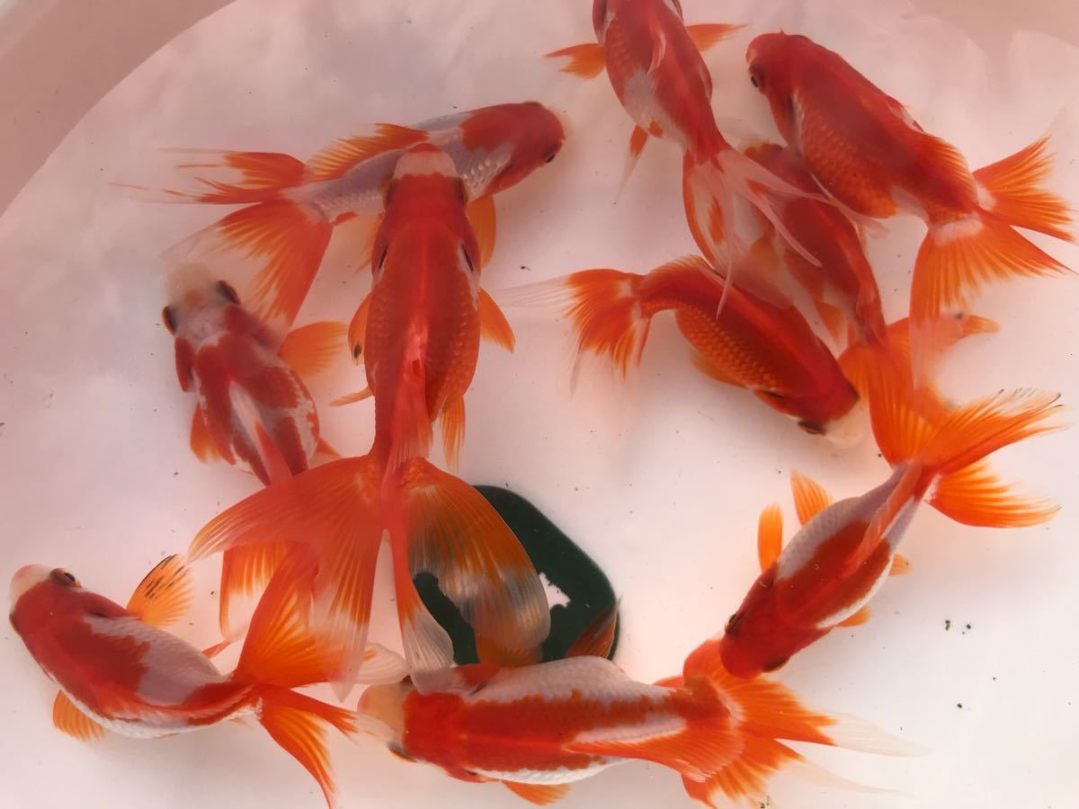 特選金魚○弥富産！深見氏作○大○黒らんちゅう♀1尾○二歳○約11 