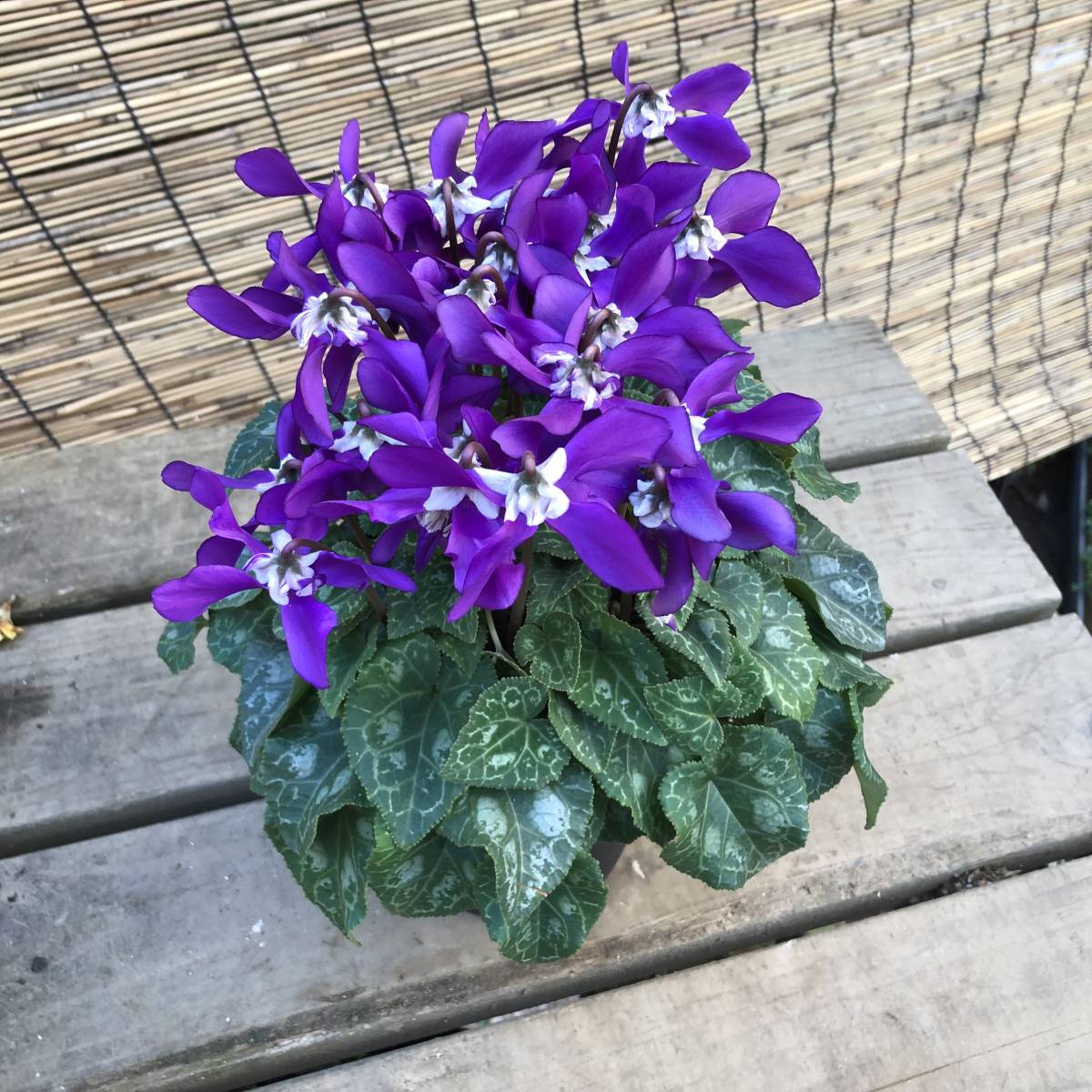 ★選ばれしシクラメン　サントリー&高橋康弘氏作　冬化粧　５号鉢　