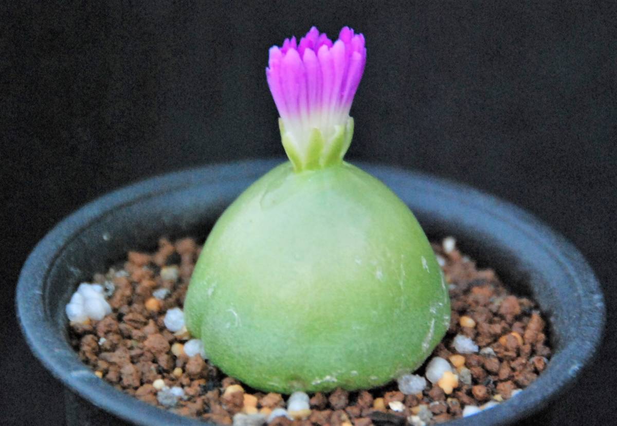 多肉植物 コノフィツム・ブルゲリ