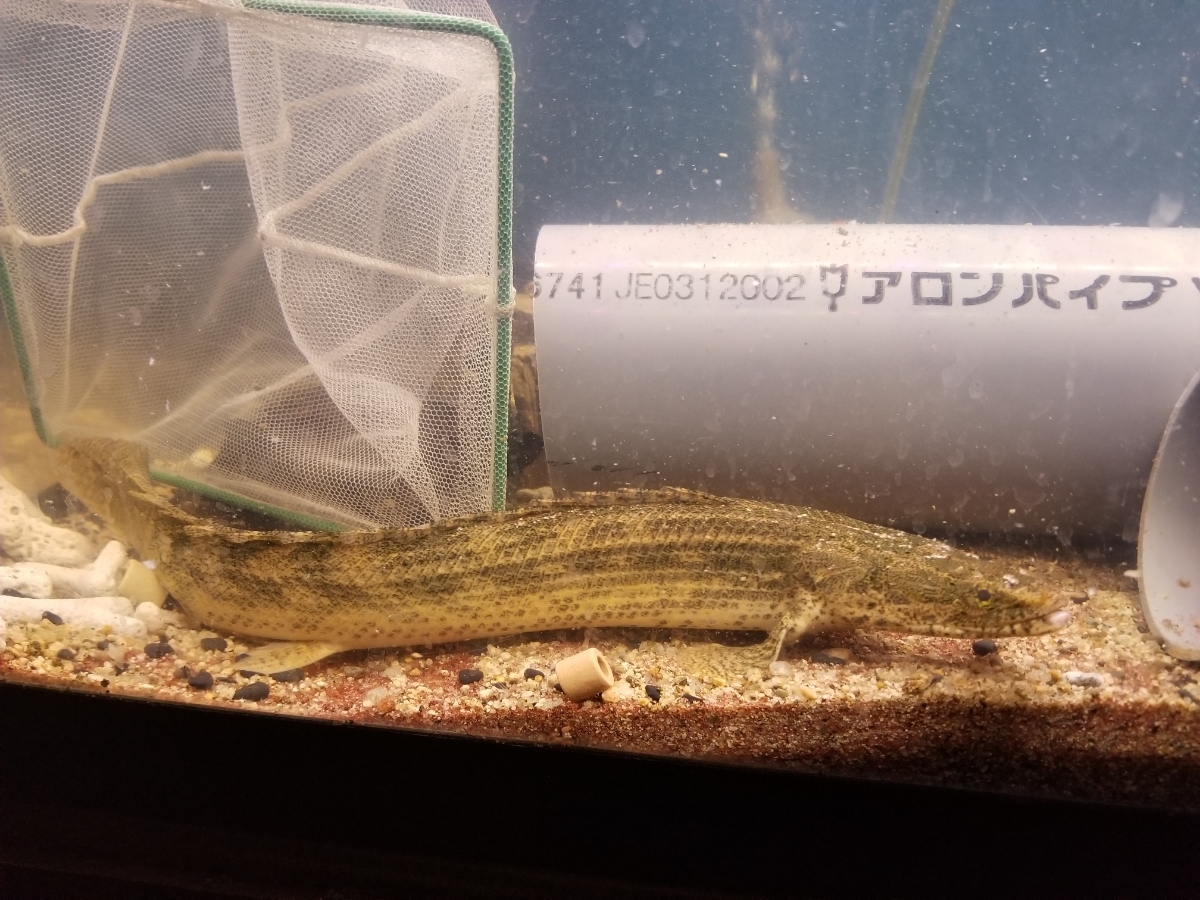 2019円スタート！ ワイルド　ポリプテルス　ビキール　コリバ　30±cm ポリプテルス Po. ラプラディ ビキール（熱帯魚・アクアリウム tss』ビキールビキール2☆ヤマト80サイズ☆トゥルカナWF1 ビキール（熱帯魚・アクアリウム｜ペット