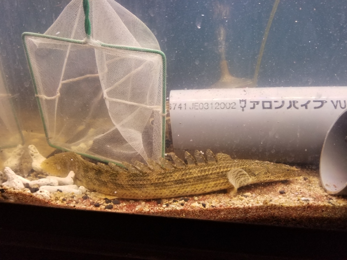 2019円スタート！ ワイルド　ポリプテルス　ビキール　コリバ　30±cm ポリプテルス Po. ラプラディ ビキール（熱帯魚・アクアリウム tss』ビキールビキール2☆ヤマト80サイズ☆トゥルカナWF1 ビキール（熱帯魚・アクアリウム｜ペット