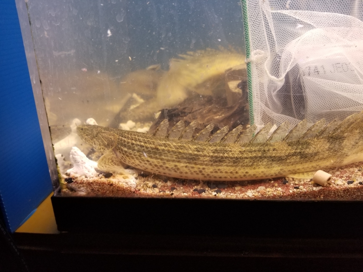 2019円スタート！ ワイルド　ポリプテルス　ビキール　コリバ　30±cm ポリプテルス Po. ラプラディ ビキール（熱帯魚・アクアリウム tss』ビキールビキール2☆ヤマト80サイズ☆トゥルカナWF1 ビキール（熱帯魚・アクアリウム｜ペット