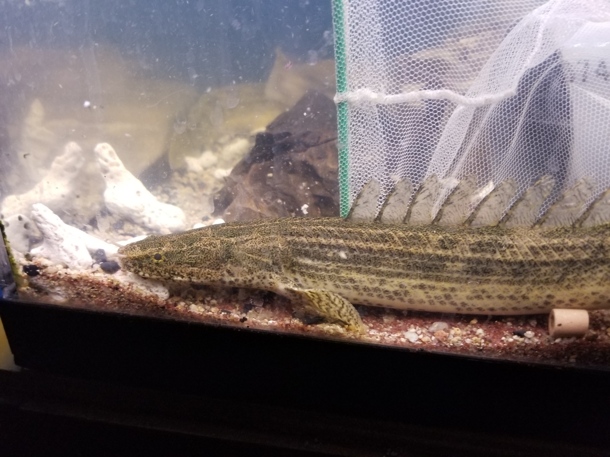 2019円スタート！ ワイルド　ポリプテルス　ビキール　コリバ　30±cm ポリプテルス Po. ラプラディ ビキール（熱帯魚・アクアリウム tss』ビキールビキール2☆ヤマト80サイズ☆トゥルカナWF1 ビキール（熱帯魚・アクアリウム｜ペット