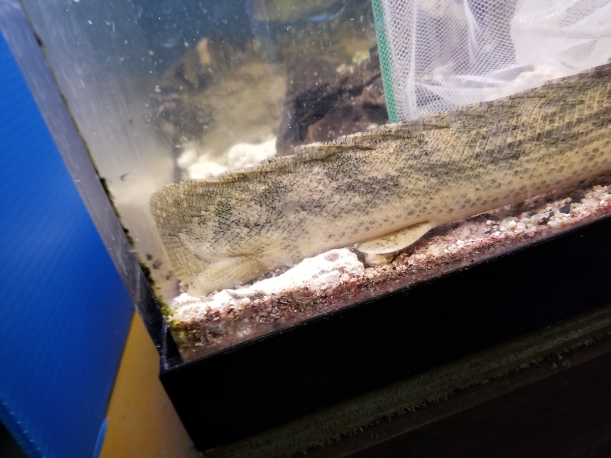 2019円スタート！ ワイルド　ポリプテルス　ビキール　コリバ　30±cm ポリプテルス Po. ラプラディ ビキール（熱帯魚・アクアリウム tss』ビキールビキール2☆ヤマト80サイズ☆トゥルカナWF1 ビキール（熱帯魚・アクアリウム｜ペット