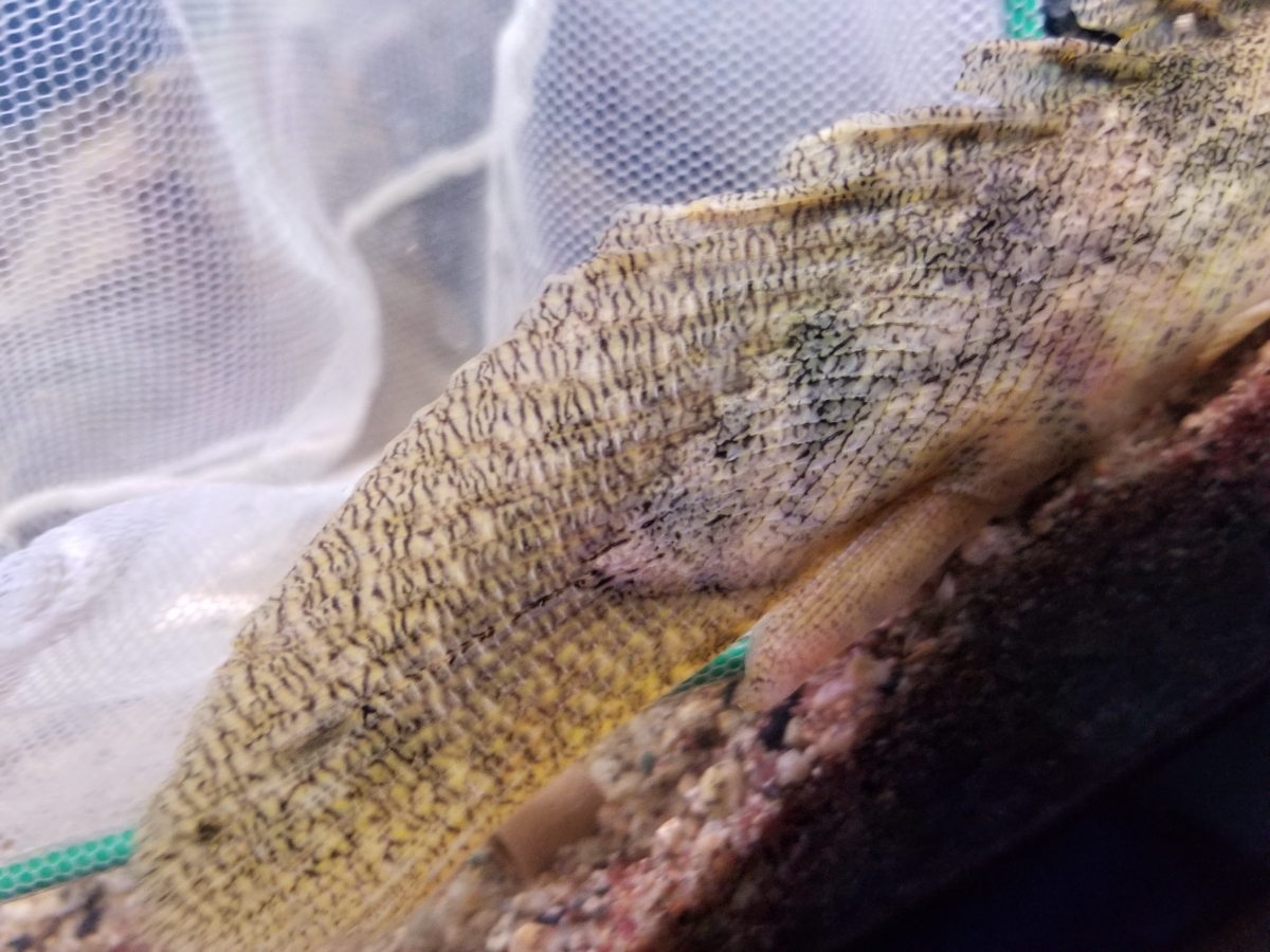 2019円スタート！ ワイルド　ポリプテルス　ビキール　コリバ　30±cm ポリプテルス Po. ラプラディ ビキール（熱帯魚・アクアリウム tss』ビキールビキール2☆ヤマト80サイズ☆トゥルカナWF1 ビキール（熱帯魚・アクアリウム｜ペット