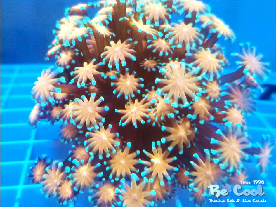 『Be Cool』　セレクト個体　C３　アワサンゴ　レアカラー