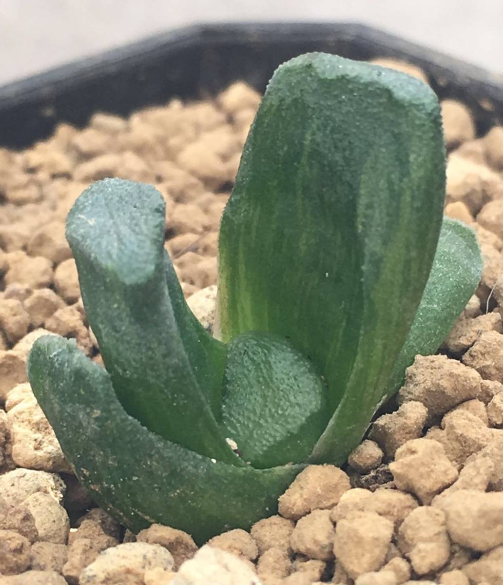 多肉植物ハオルチア 64万象雪国錦 サボテン