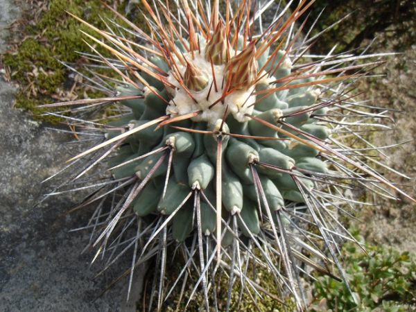 サボテン テロカクタス | 鶴巣丸 Thelocactus nidulans 多肉植物 実生