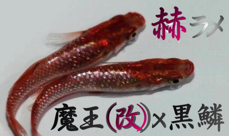 赤系黒鱗ラメ 広島プロショップ 魔王 改 ｘ 黒鱗 赫 ラメ めだかの卵１０個 A 鉢 艶 メダカの卵 めだか 卵 めだか 売買されたオークション情報 Yahooの商品情報をアーカイブ公開 オークファン Aucfan Com