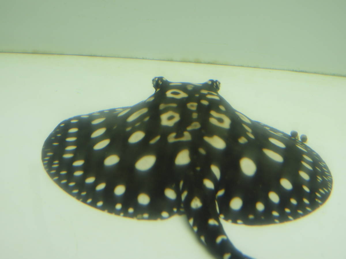♂ダイヤモンドポルカ♂ ダイヤモンドポルカ 淡水エイ 【公式通販】