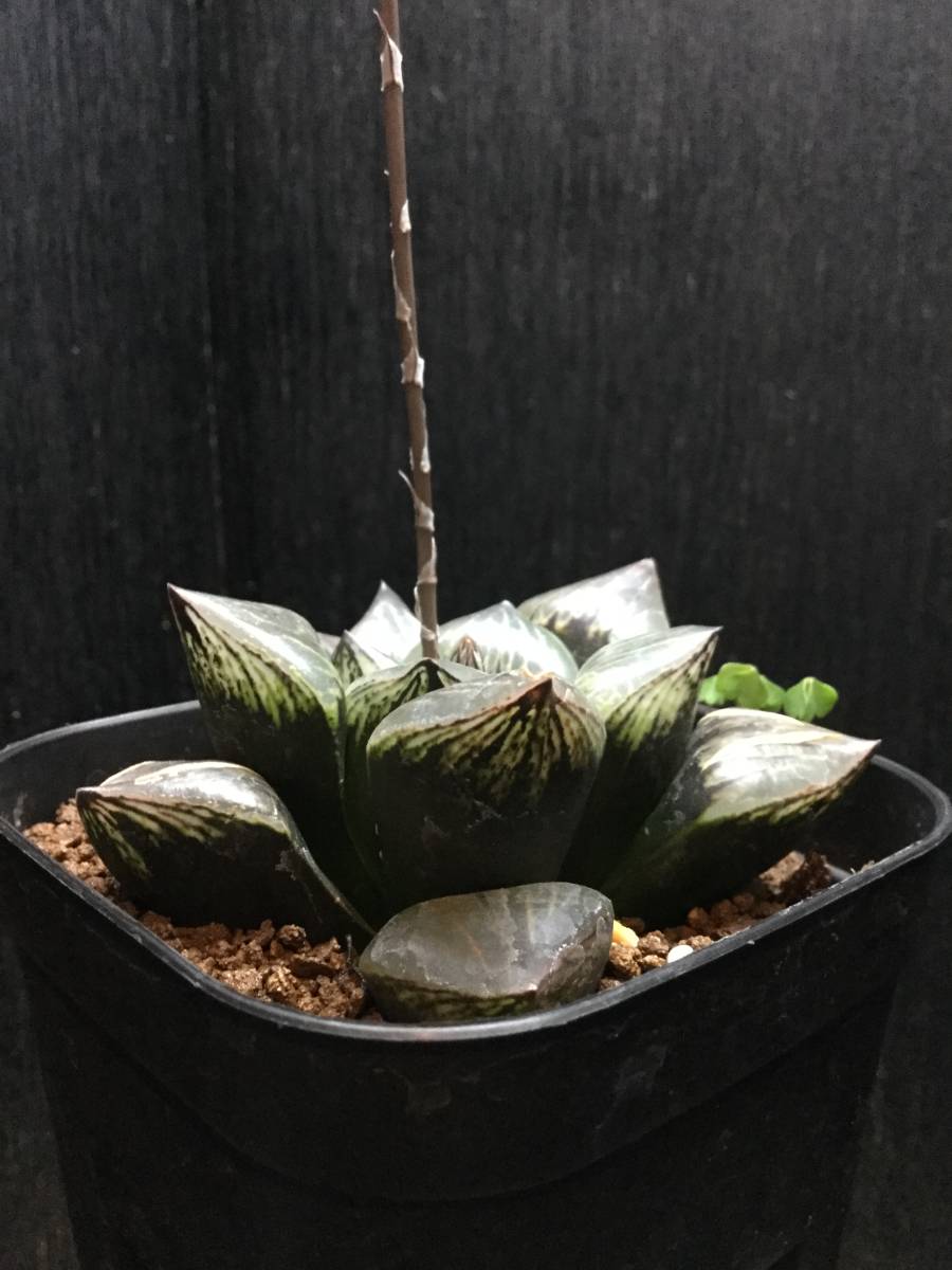多肉植物 ハオルチア 極王 35mm 葉挿 カキコ ハオルシア