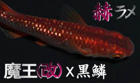 赤系黒鱗ラメ 広島プロショップ 魔王 改 ｘ 黒鱗 赫 ラメ めだかの卵１０個 A 鉢 艶 メダカの卵 めだか 卵 めだか 売買されたオークション情報 Yahooの商品情報をアーカイブ公開 オークファン Aucfan Com