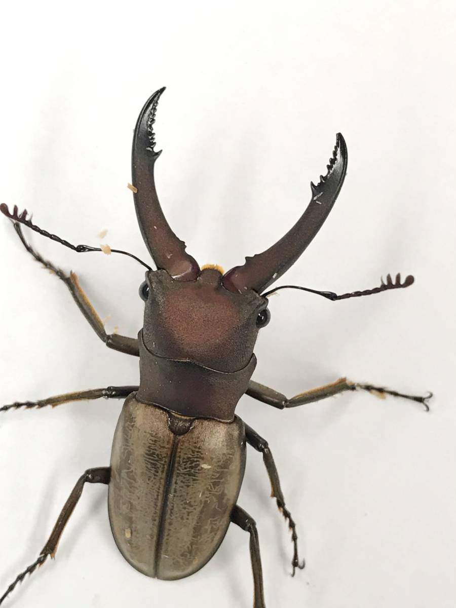 ≪　WILD！　ボルネオ便　モンタネルスホソアカクワガタ　４４ミリ　成虫ペア　2　≫