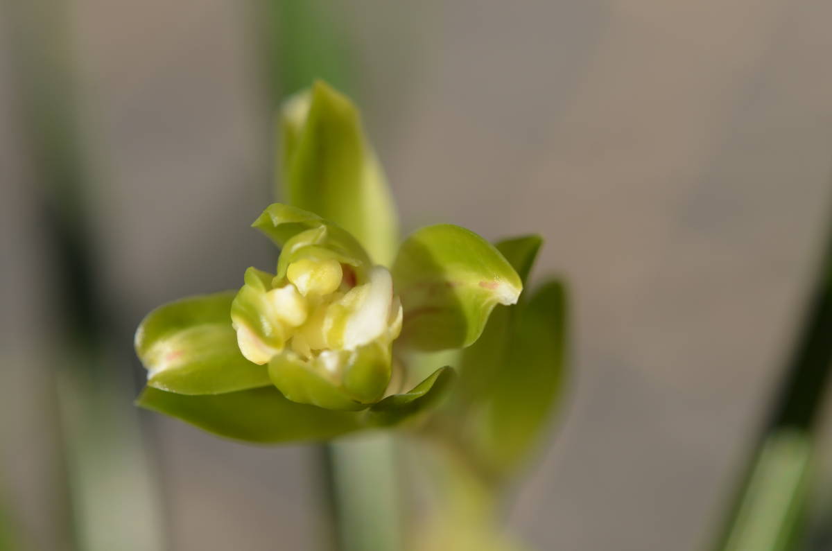 日本春蘭 　変わり花　　　花1　　山野草　