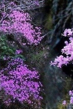 咲き始めた、さつま町岩ツツジ山のハヤトミツバツツジ? | NTT 