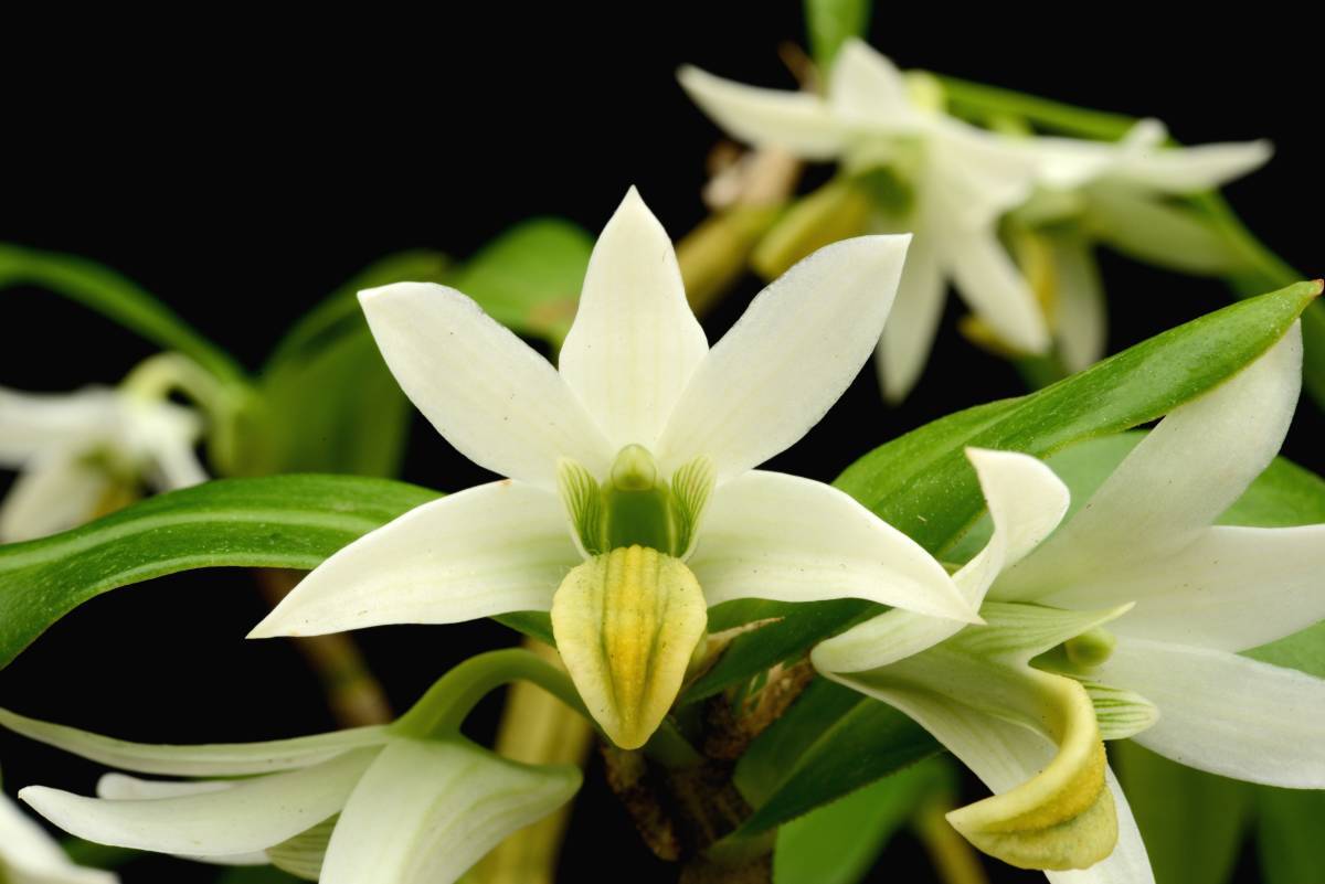 洋蘭原種 カトレア原種 nakato-orchids C Easton Shop香り fma THO-237