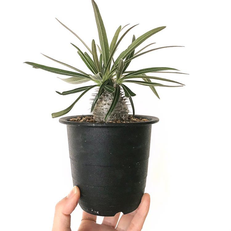 パキポディウム グラキリス pachypodium gracilius 実生苗 メタリックBODY コレクション株