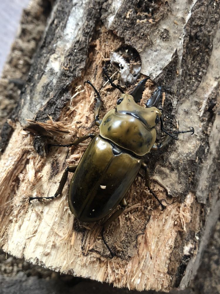 ババオウゴンオニ_1ペア【北海道】_1