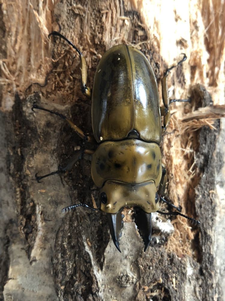 ババオウゴンオニ_1ペア【北海道】_2
