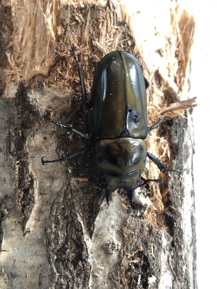 ババオウゴンオニ_1ペア【北海道】_3