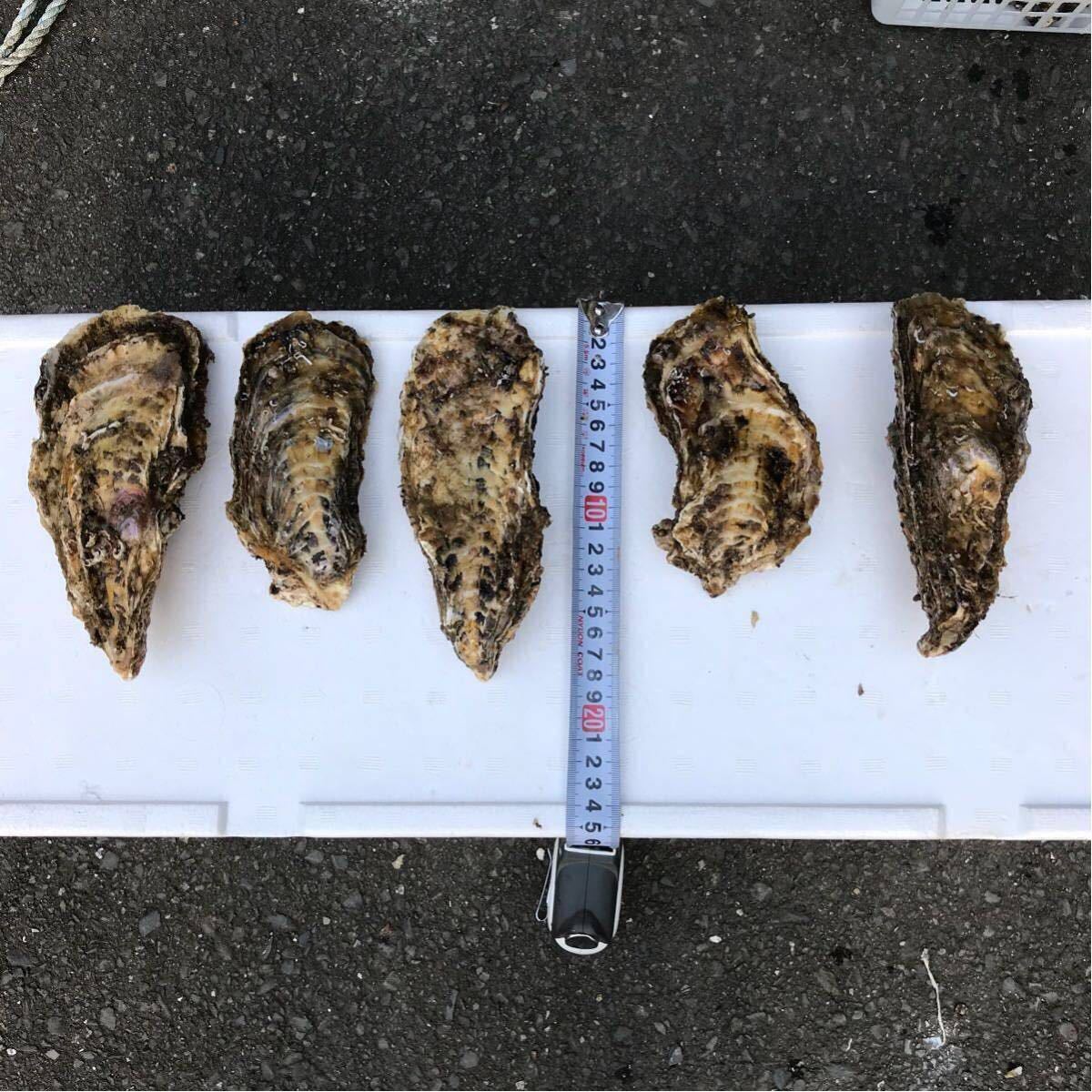 宮城県石巻産 殻付き牡蠣8キロ
