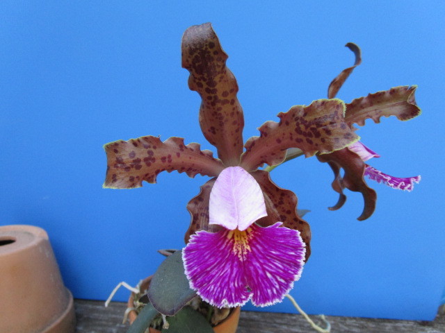 洋蘭 原種 カトレア C. schilleriana　１ 花付