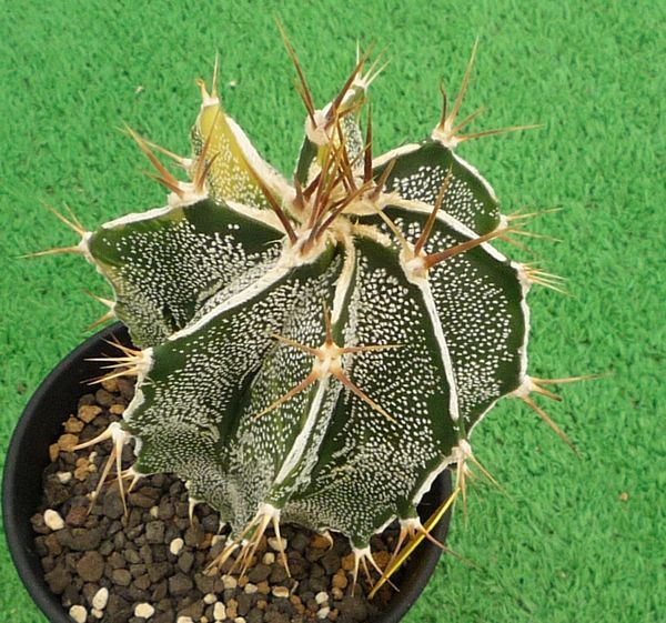 サボテン、多肉植物 般若錦-5 | SRDCENADLANI.SK