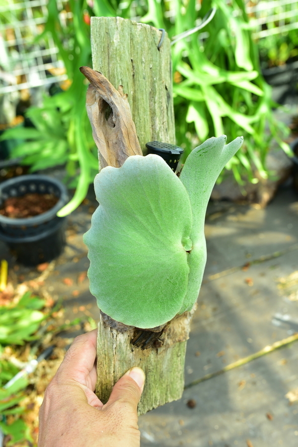 wild P.holttumii wild from Myanmar ⑯ @bikamori.com ホルタミー