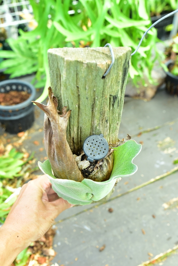 wild P.holttumii wild from Myanmar ⑯ @bikamori.com ホルタミー