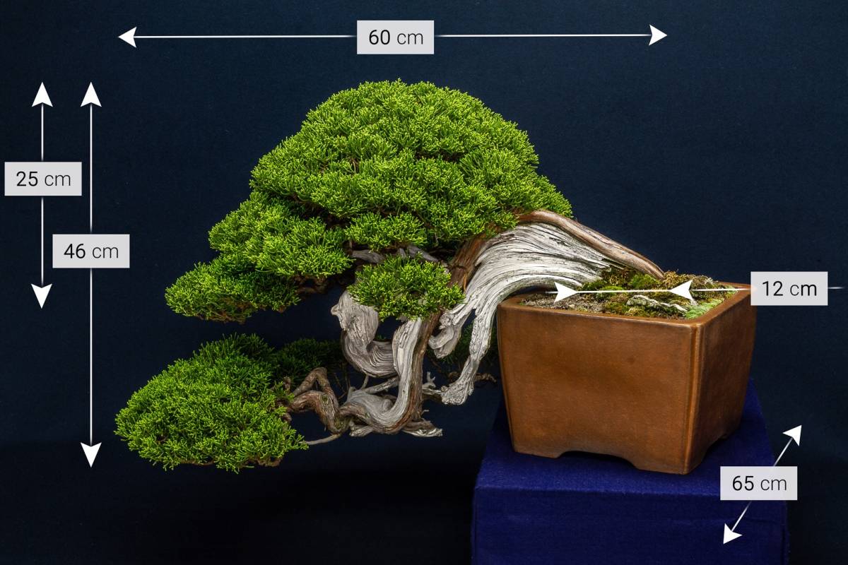 盆美 真柏 懸崖 松柏 盆栽 国風シリーズ② の入札履歴 - 入札者の順位