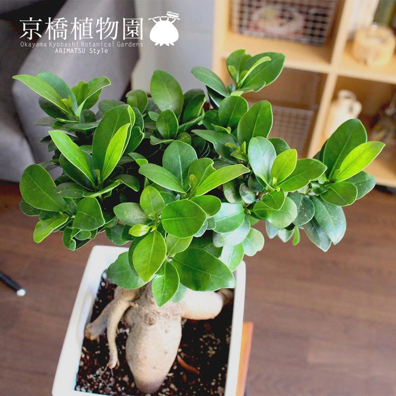 観葉植物 【現品】ガジュマル 8号 白鉢（3）Ficus microcarpa (F. retusa)