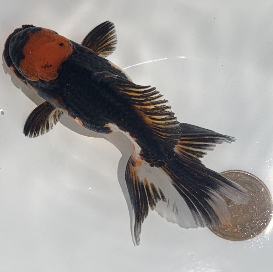【Navis】タイ産金魚 トリカラーオランダ ① トリカラーオランダ タイ