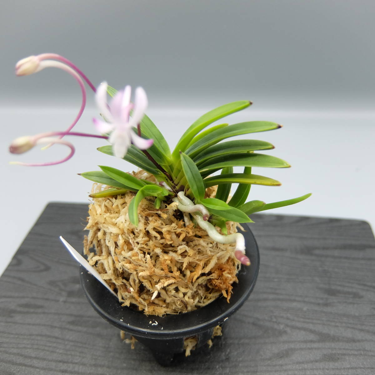 INZ富貴蘭【 小豆島産豆葉赤花種！！！】春蘭・古典園芸・観音竹