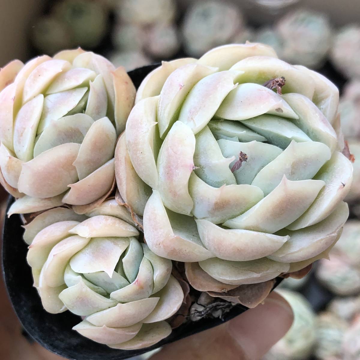 韓国多肉植物 韓国苗 エケベリア Echeveria Potosina 50個