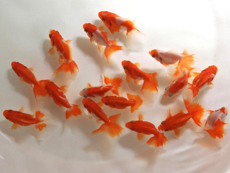 大人気，低価 960258 トサキン：埼玉超トップブリーダー二歳7cm 全部更紗16尾(金魚)｜売買されたオークション情報、yahooの商品情報をアーカイブ公開 - オークファン その他