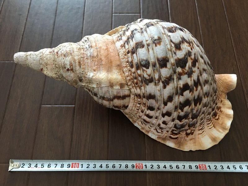 貝 貝殻 モヨウカヤノミガイ 1 モヨウカヤノミガイ : 波と風の音を聴き