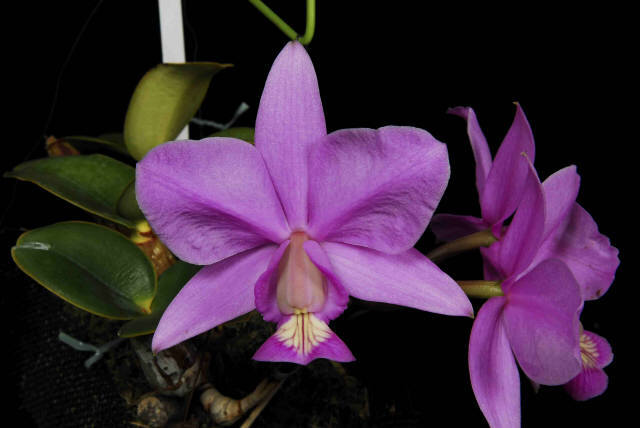 洋蘭 原種 カトレア C. nobilior 'Olympus'