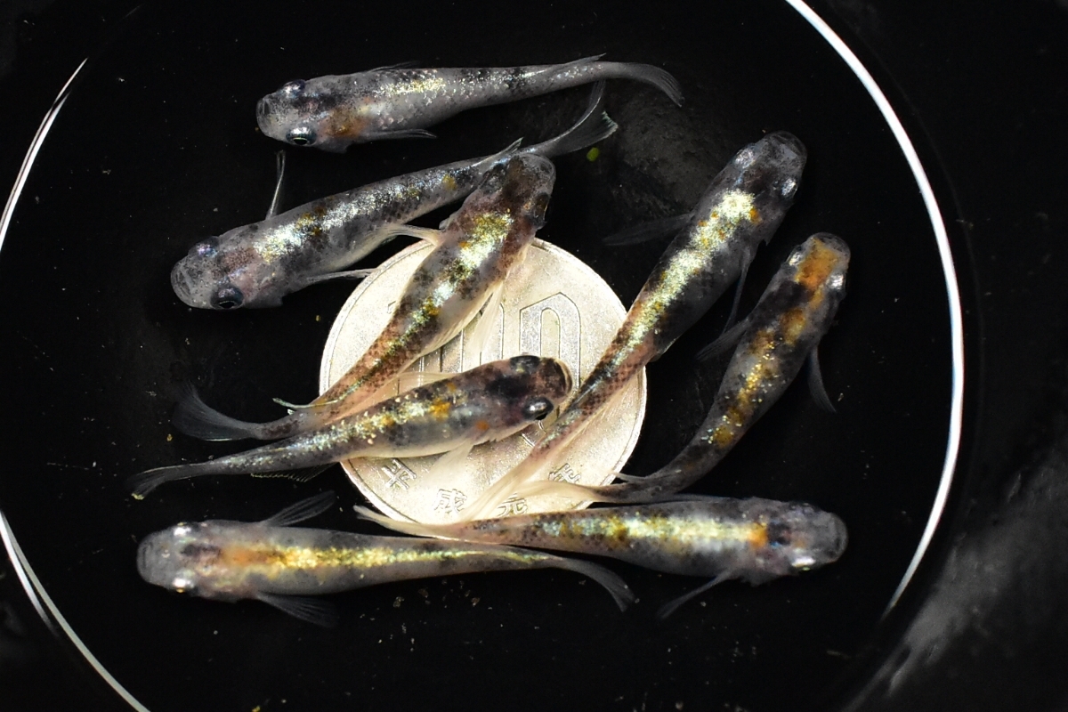 道三のめだか]オーロラ黄体外光 雄2雌6 現物出品73 三