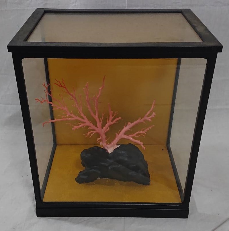 1029-6 珊瑚 サンゴ 原木 置物 桃色 ガラスケース付き 横約23㎝ 縦約